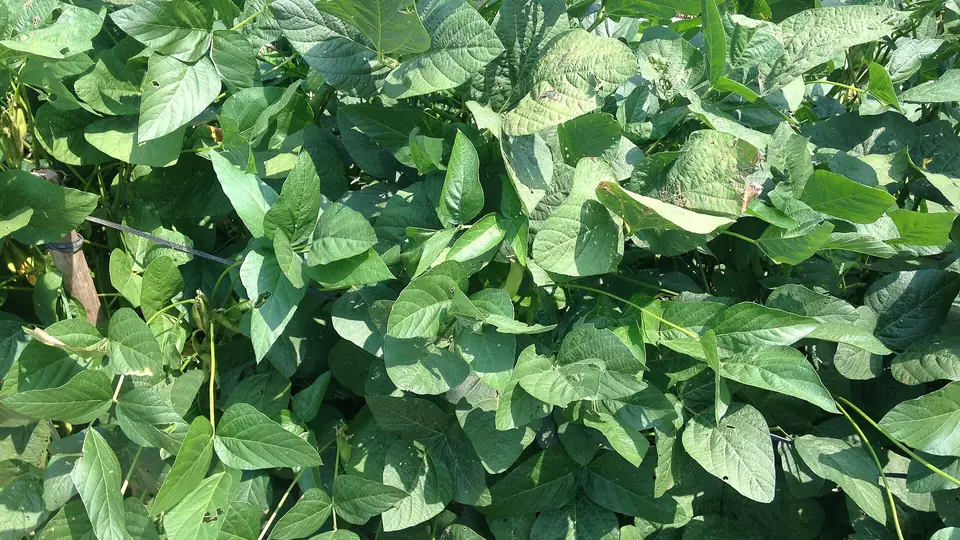 Folhas de soja em plantação