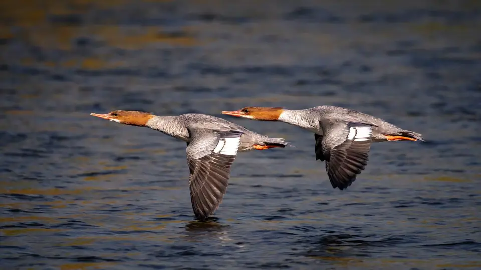 Aves silvestres em voo sobre área úmida