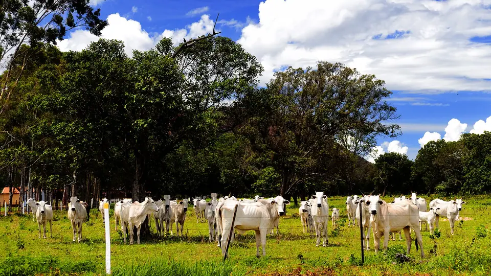 Rebanho de bovinos Nelore em pasto