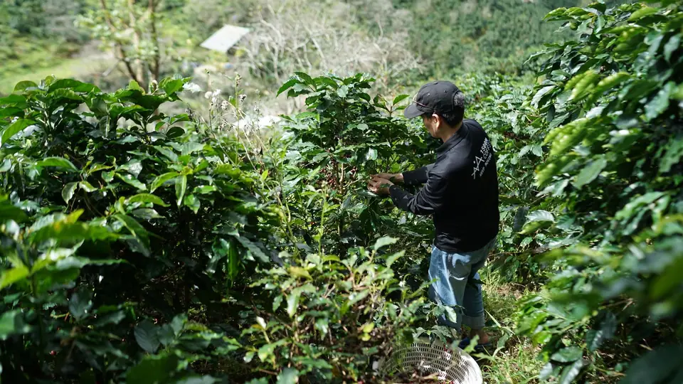 Colheita manual de frutos de café em plantação