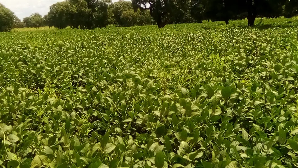 Plantas jovens de soja em início de desenvolvimento