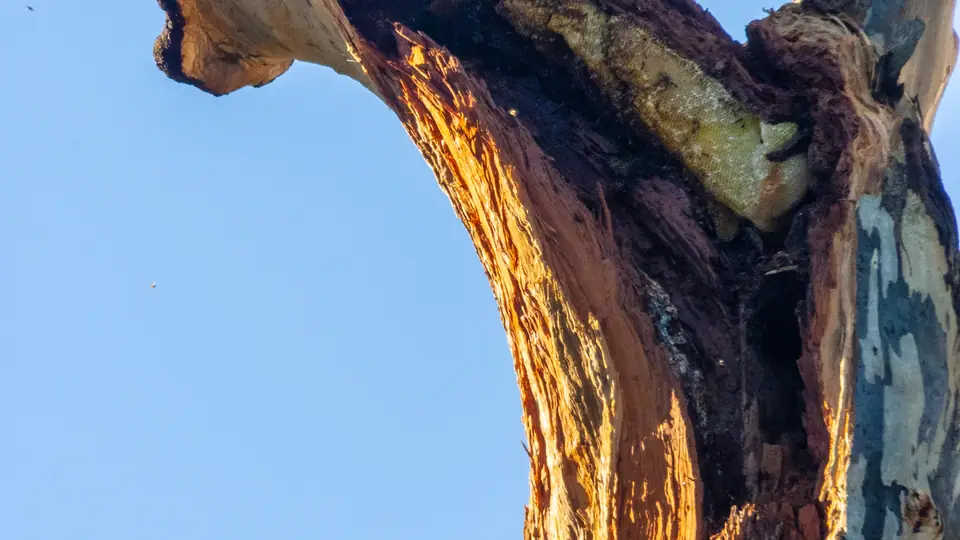 Colmeia de abelhas exposta em ambiente urbano