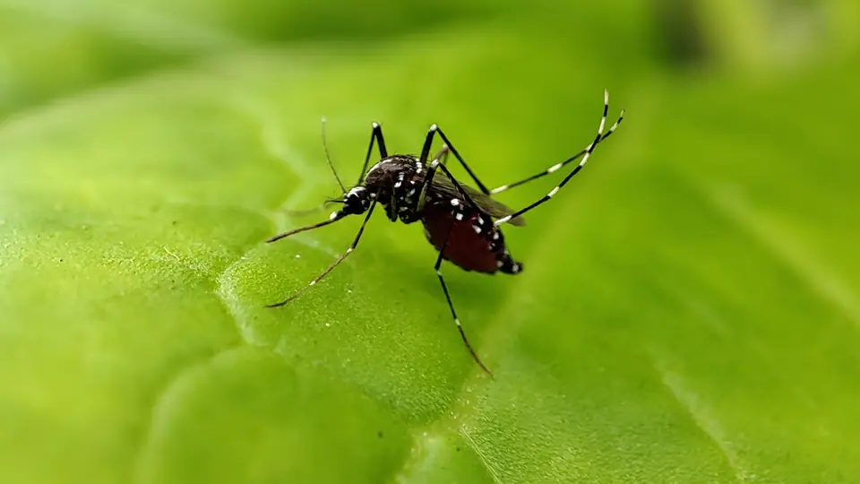 Mosquito Aedes aegypti pousado sobre uma folha